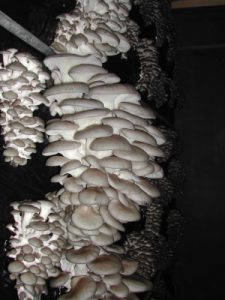 Mushroom strains. What is the best type of oyster mushroom?