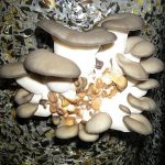 Оyster mushroom disease with photo and descriptions of defects