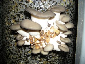 Оyster mushroom disease with photo and descriptions of defects