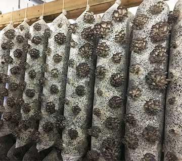 how to increase oyster mushroom yield