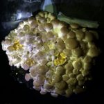 Конденсат на блоках и примордиях вешенки