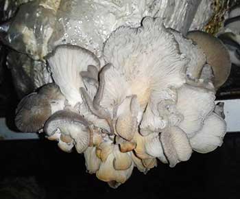 нарушение формы гриба из-за влажности в субстрате