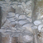 Which respirator protects against oyster mushroom spores