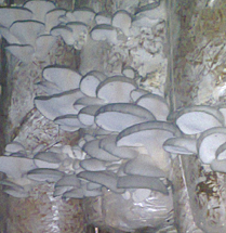 Which respirator protects against oyster mushroom spores