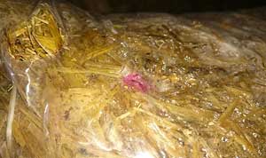 Pink spot in oyster mushroom substrate