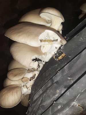 слизни погрызли грибы