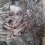 Оyster mushrooms grow chambers. How to organize cultivation