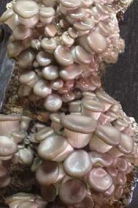 мокрые грибы отчего