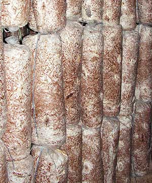 oyster mushroom incubation temperature