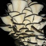 Deformed oyster mushroom is the effect of carbon dioxide