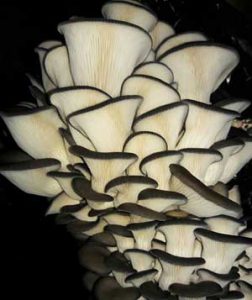 Deformed oyster mushroom is the effect of carbon dioxide