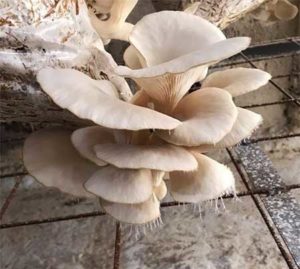Spores on oyster mushrooms