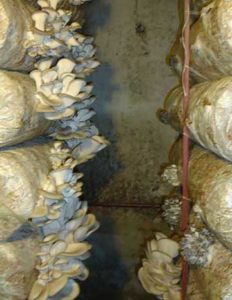 Как выращивать грибы вешенки в домашних условиях в подвале?