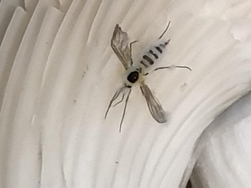 грибной комарик сциарида - sciarid fly 