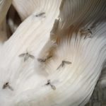Как избавиться от грибных мошек и комариков