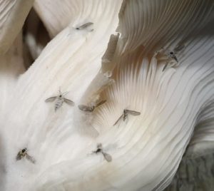 Как избавиться от грибных мошек и комариков
