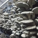 Литература по выращиванию вешенки для новичков