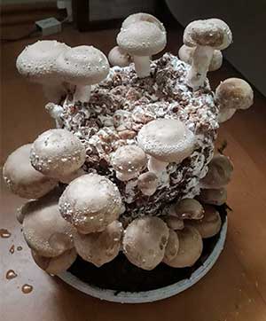 грибы шиитаке вырастить самому