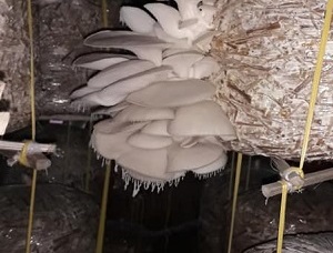 white threads hanging on an oyster mushroom