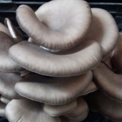 красивые грибы вешенки