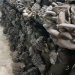 Сколько растут вешенки в мешках и когда появляются грибы