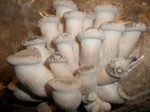 The effect of furnace gas on oyster mushroom