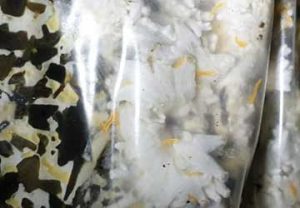 Orange larvae under the film in oyster mushroom blocks