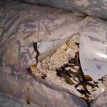 Problems of oyster mushroom blocks