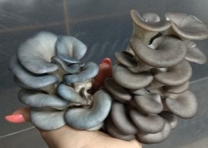 Why is oyster mushroom blue