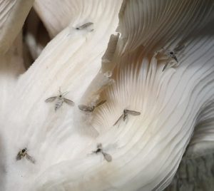 How to get rid of mushroom flies