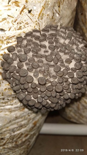 Small oyster mushrooms