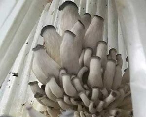 long stem of oyster mushroom