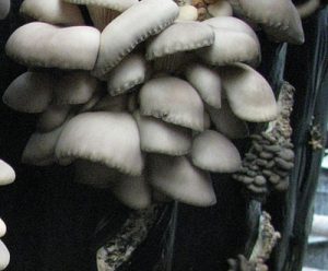 oyster mushroom lowered the edges of the hats