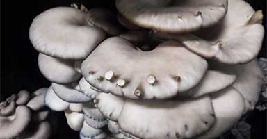 pimples on oyster mushroom