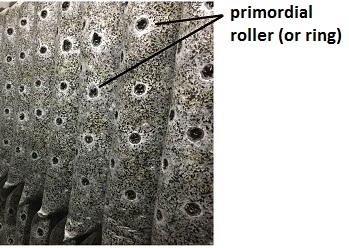 primordial roller or ring
