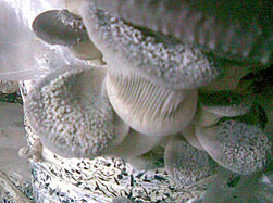 semolina on oyster mushroom