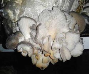 twisted oyster mushroom