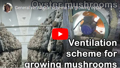 General ventilation scheme for growing oyster mushrooms