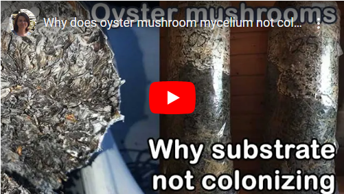 Why does oyster mushroom mycelium not colonize the substrate