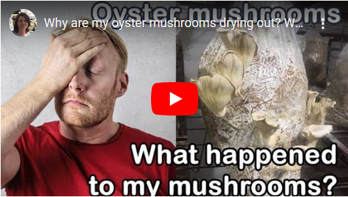Why are my oyster mushrooms drying out? 