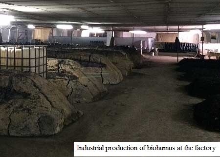 Industrial production of biohumus at the factory