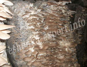 strain of lung oyster mushroom