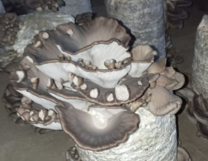 secondary mushroom cap