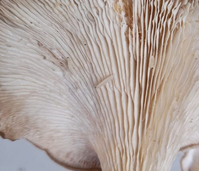 White worms in oyster mushrooms are larvae.