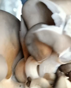 orange oyster mushrooms