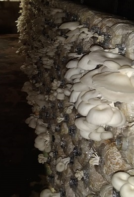 This is what our oyster mushrooms looked like.