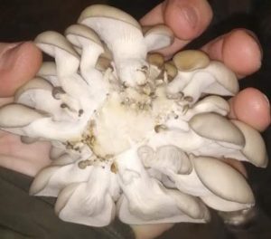 edible oyster mushroom base
