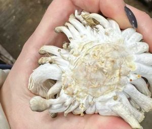 edible part of oyster mushroom