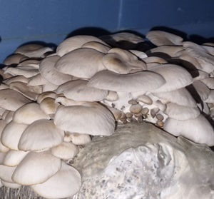 beautiful mushrooms