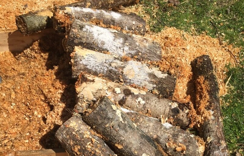 Growing Mushrooms on Stumps or Tranks
